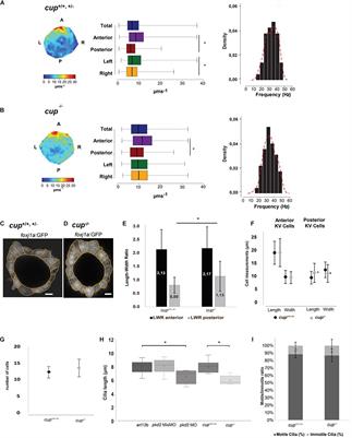 Pkd2 Affects Cilia Length and Impacts LR Flow Dynamics and Dand5